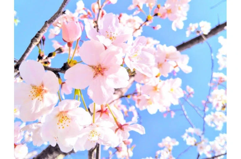 春 外壁塗装 桜